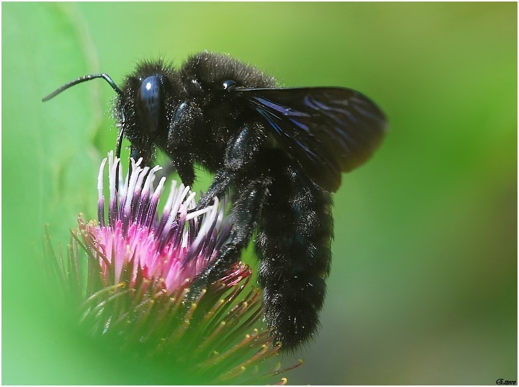 Xylocopa, violacea o valga